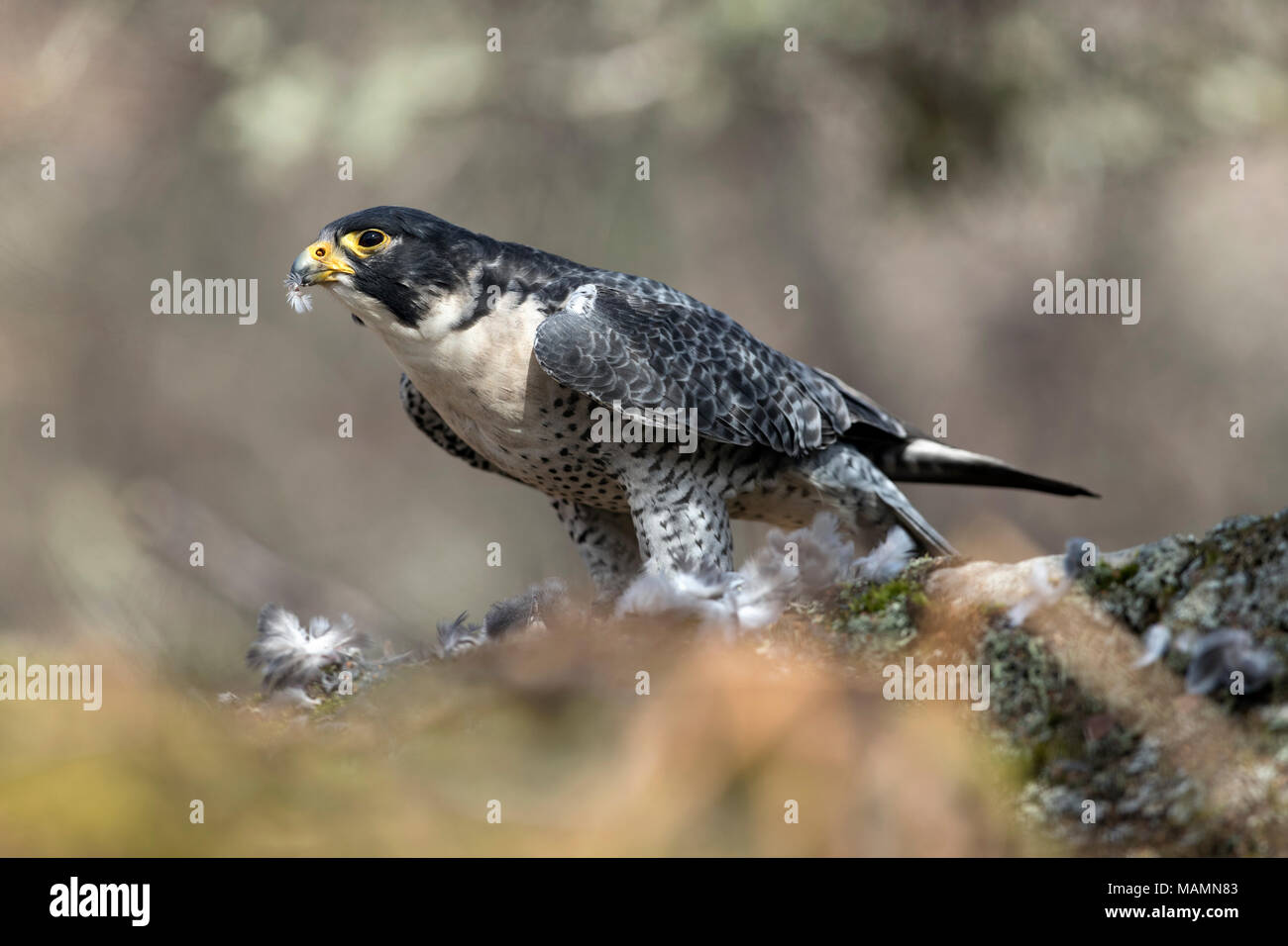 Falco peregrinus Faucon ; seul ; manger ; UK Ecosse proie Banque D'Images