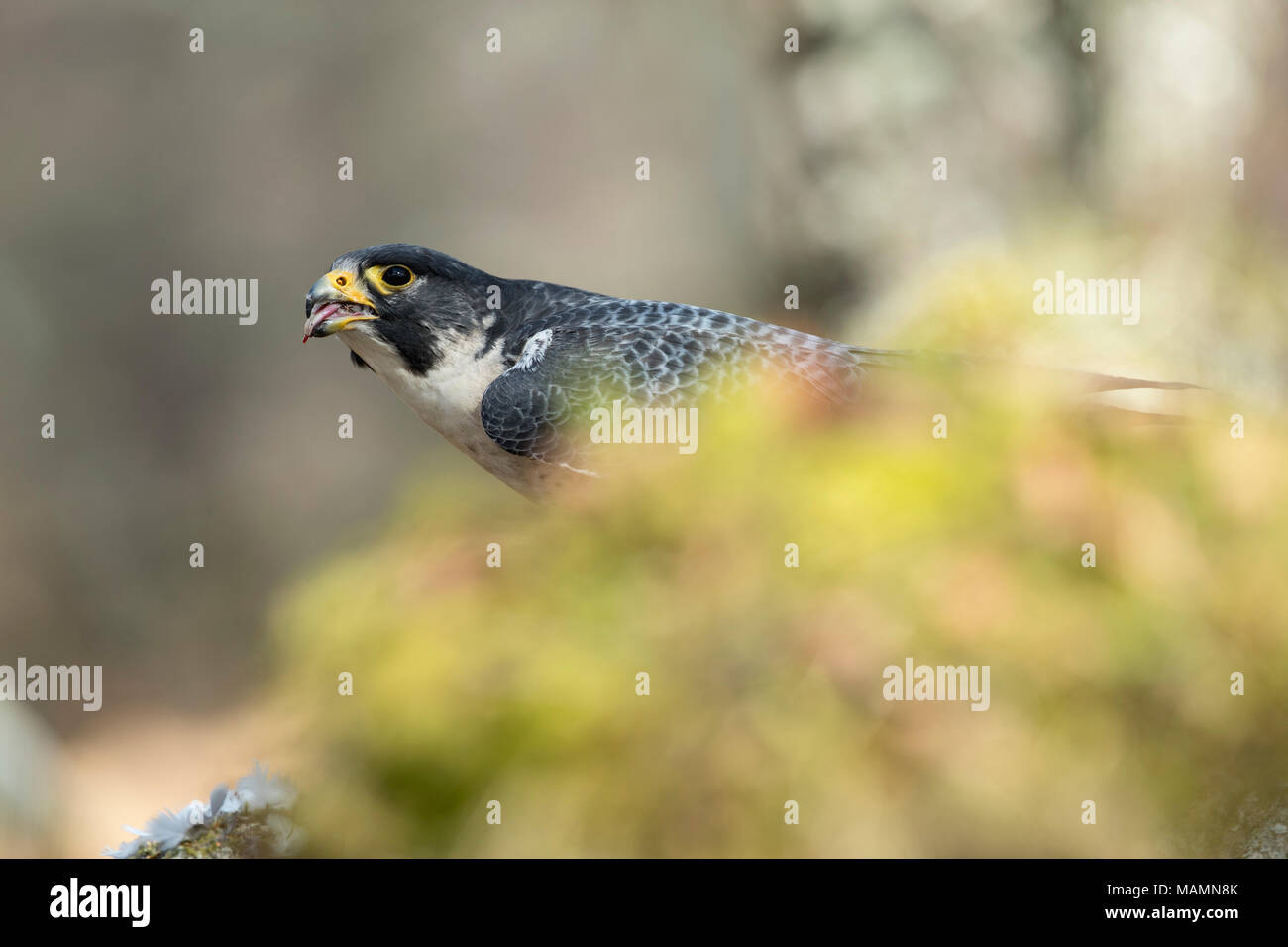 Falco peregrinus Faucon ; seule la consommation de l'Écosse ; UK Banque D'Images