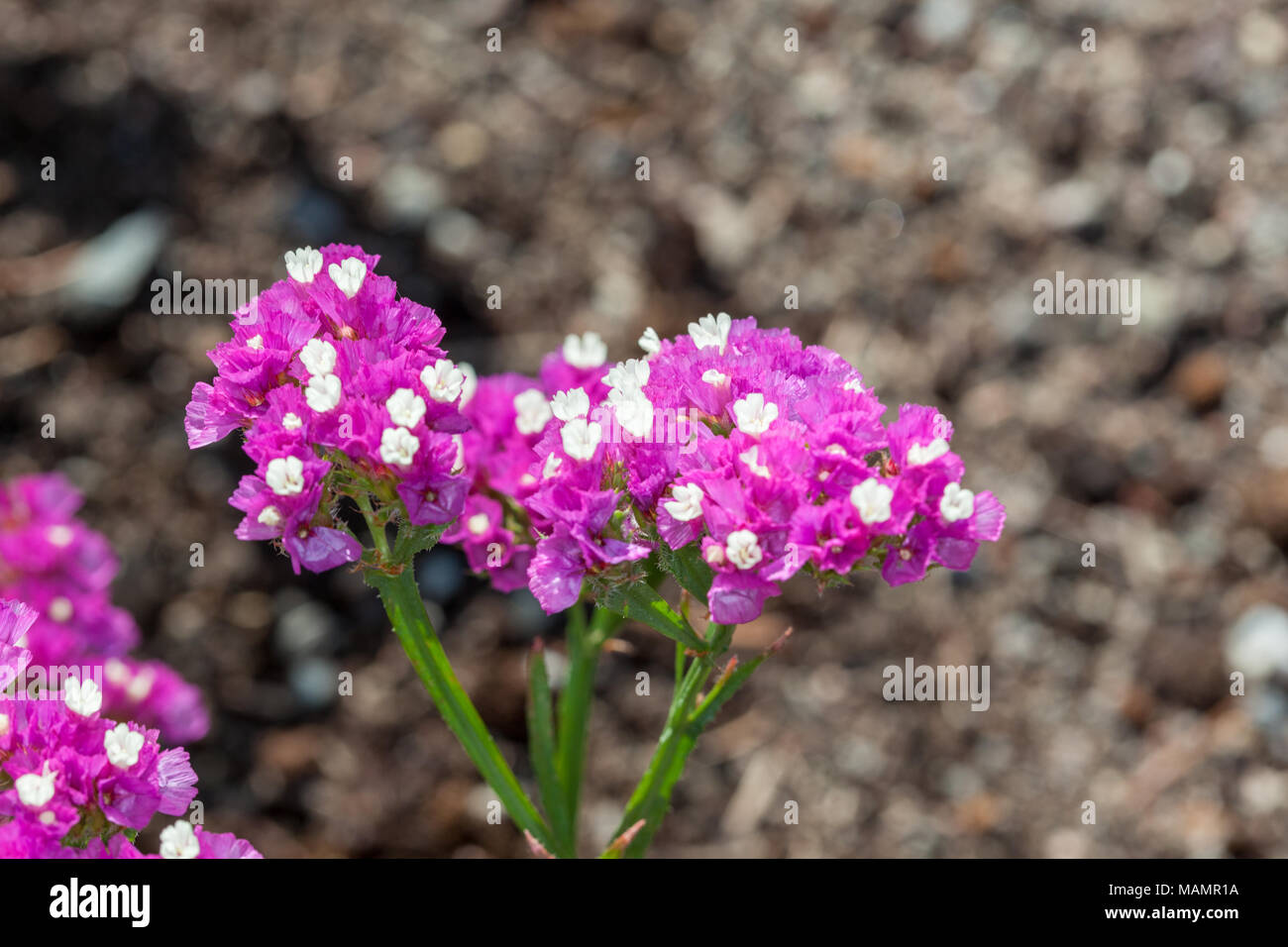 'Rose Carmine', Statice Limonium sinuatum (RISP) Banque D'Images