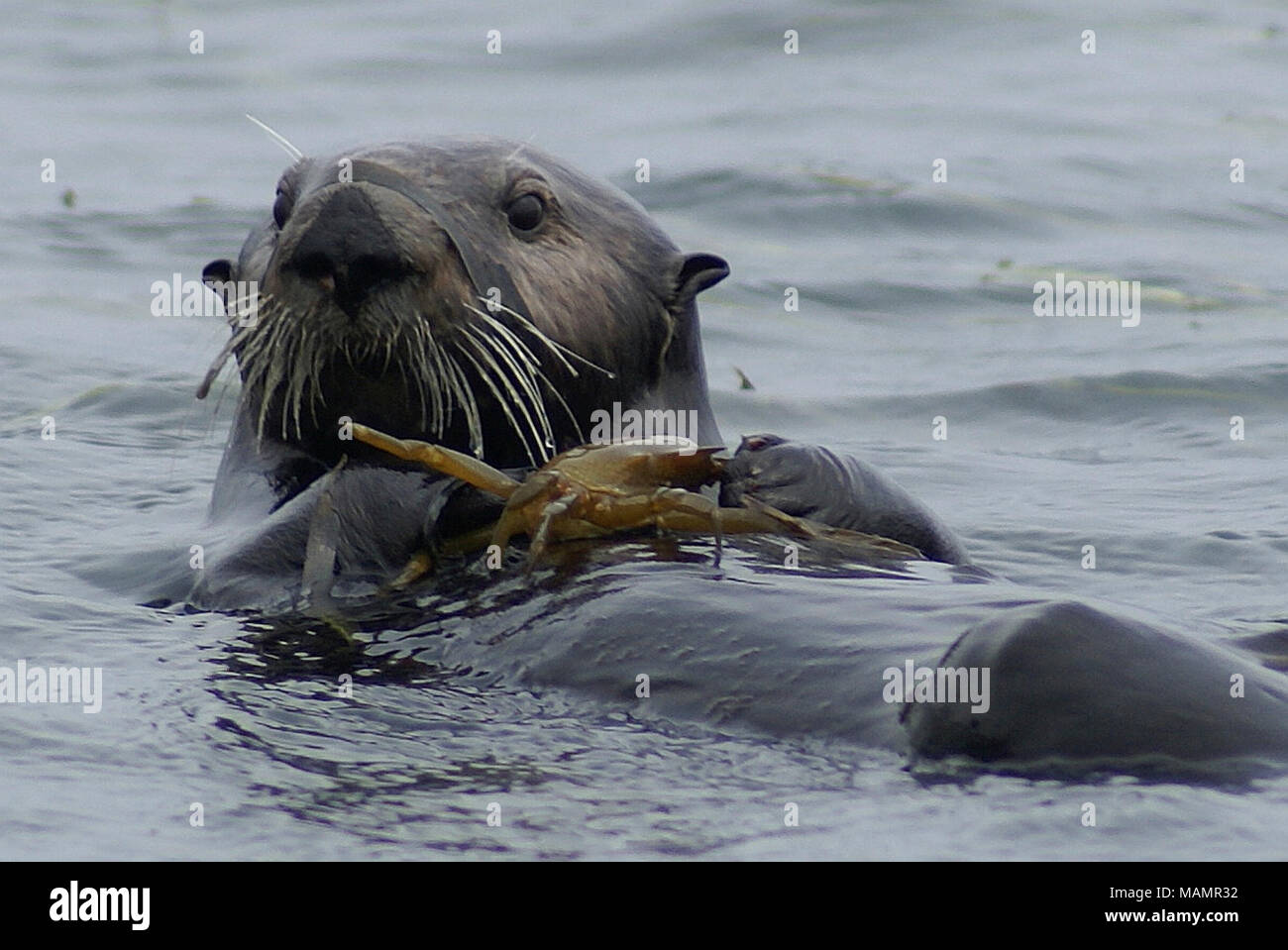 Un indicateur de santé des milieux marins. Saviez-vous que les loutres de mer sont des indicateurs de la santé de l'ensemble de l'environnement marin ? Ils vivent et se nourrissent le long des rives, les rendant une bonne espèce indicatrice pour la détection de polluants et d'agents pathogènes arrosé de coastlands. Et le long de nombreuses parties de l'océan Pacifique en Amérique du Nord, la loutre de mer jouent un rôle essentiel dans les réseaux trophiques naturelles, le maintien d'importants écosystèmes comme les forêts de varech et les herbiers en équilibre. Banque D'Images