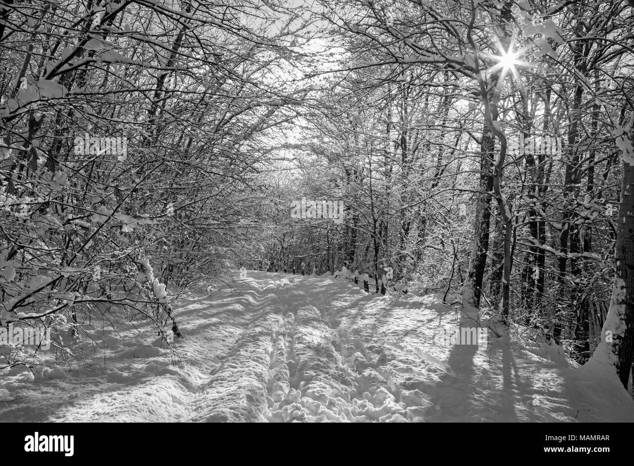 La forêt d'hiver et la route dans peu de collines des Carpates - Slovaquie Banque D'Images
