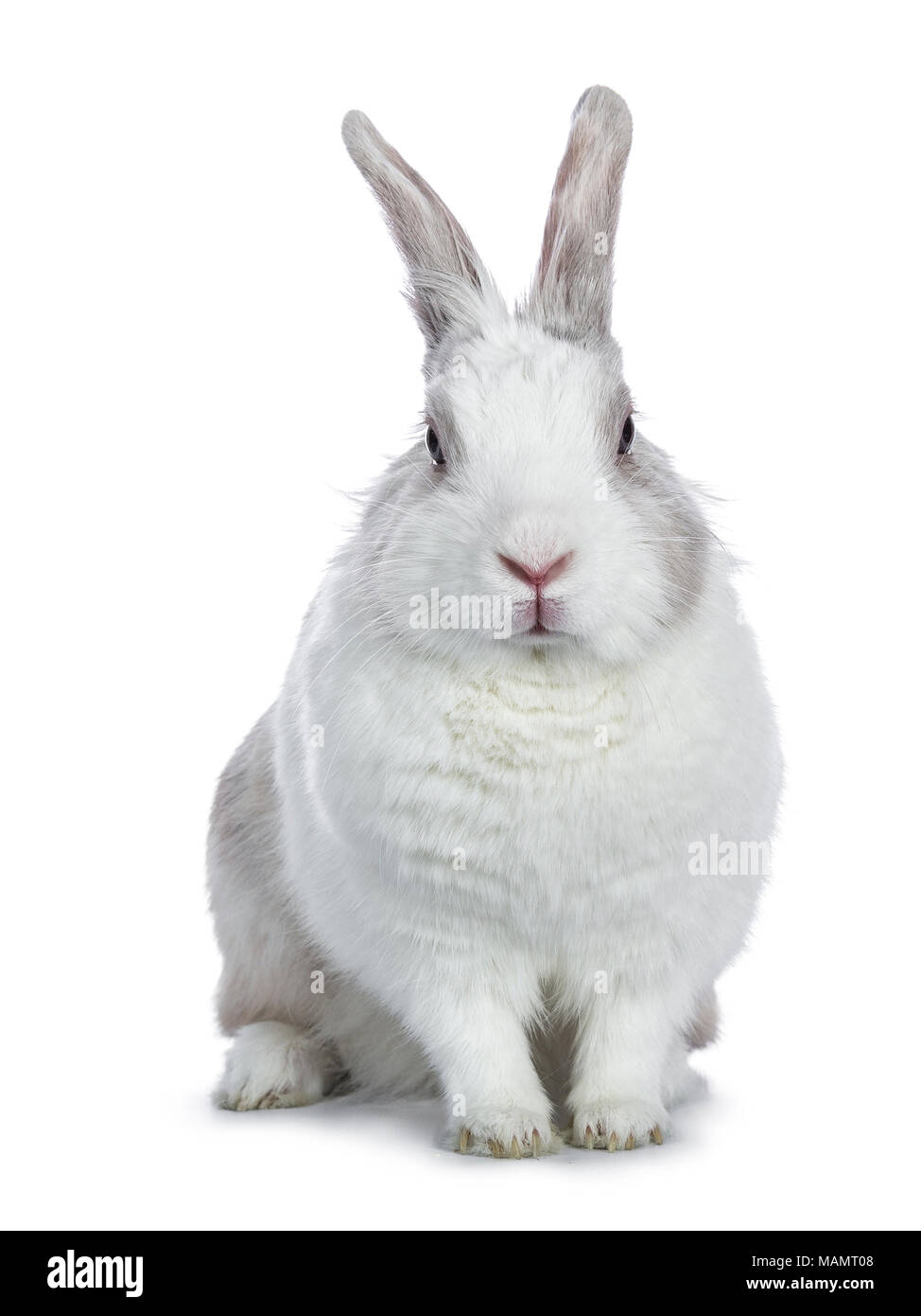 Blanc gris mignon avec shorthair bunny assis face caméra isolé sur fond blanc Banque D'Images