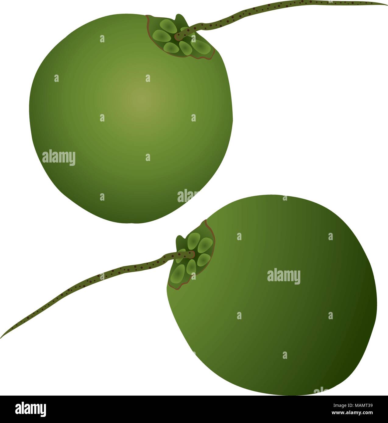 La production de noix de coco, huile de coco, de coprah et de coco, produits chimiques. Illustration de Vecteur