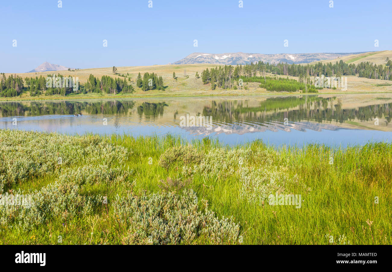 Lac avec des reflets de montagnes rocheuses et des prairies luxuriantes et natation oies sur un beau matin d'été dans le Yellowstone près de Cooke City, Montana, USA. Banque D'Images