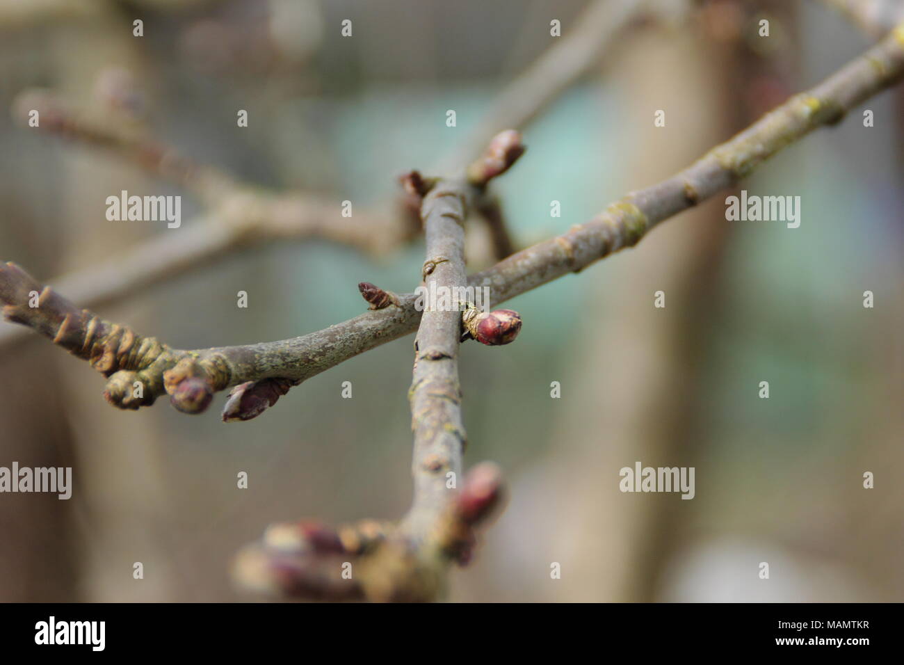 Malus. Le frottement des branches d'un pommier à maturité avant d'émondage, UK Banque D'Images