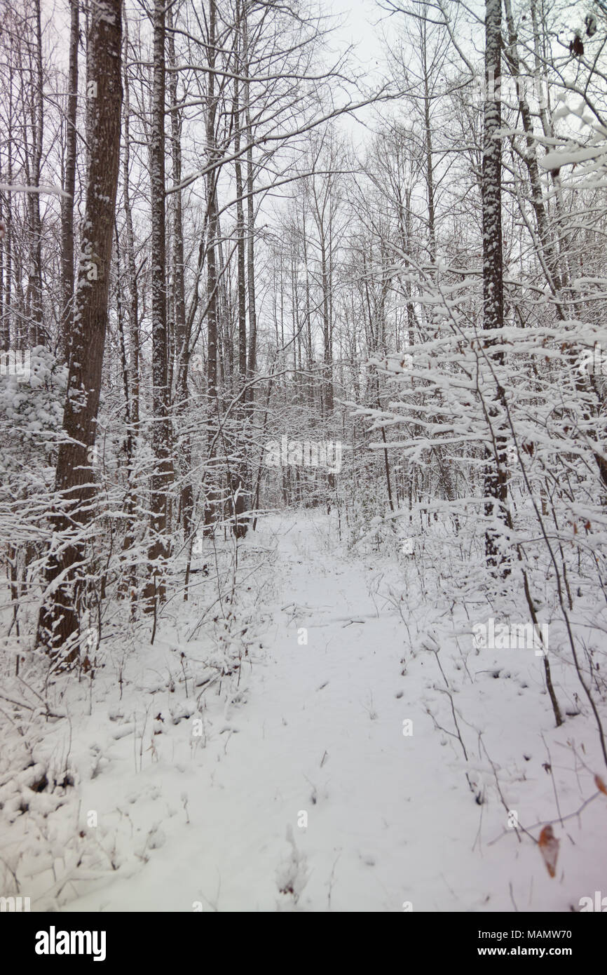 Chemin couvert de neige Banque D'Images