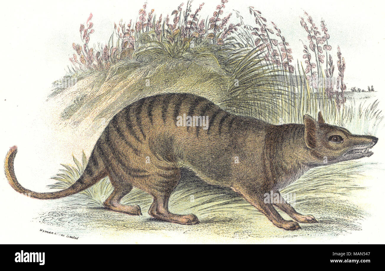 Le Thylacine, un prédateur en Australie, en Tasmanie et en Nouvelle-Guinée avant qu'elle s'est éteinte au début du xxe siècle. Lydekker, Richard. Un livre à la main à l'marsupialia et industriel monotremata. Londres : E. Lloyd, 1896. . 1896. William Home Lizars - Banque D'Images