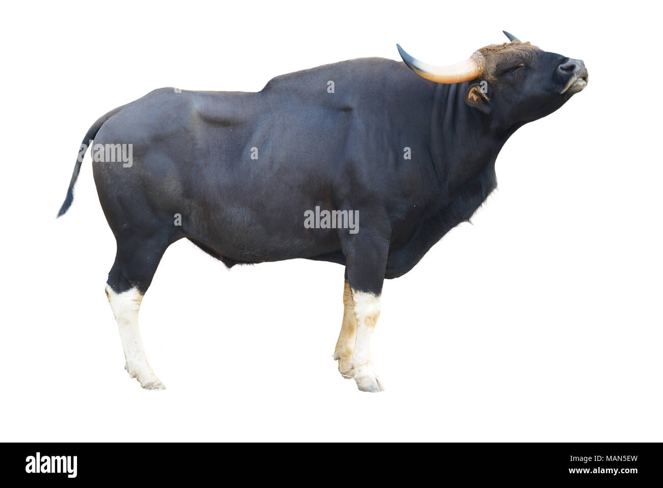 Gaur ( Bos gaurus ) isolé sur fond blanc Banque D'Images