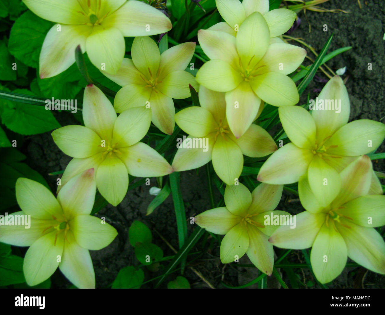 Beau bouquet de tulipes. tulipes colorées croissant sur le jardin. tulipes au soleil du printemps. Tulipes fleur fond. Banque D'Images