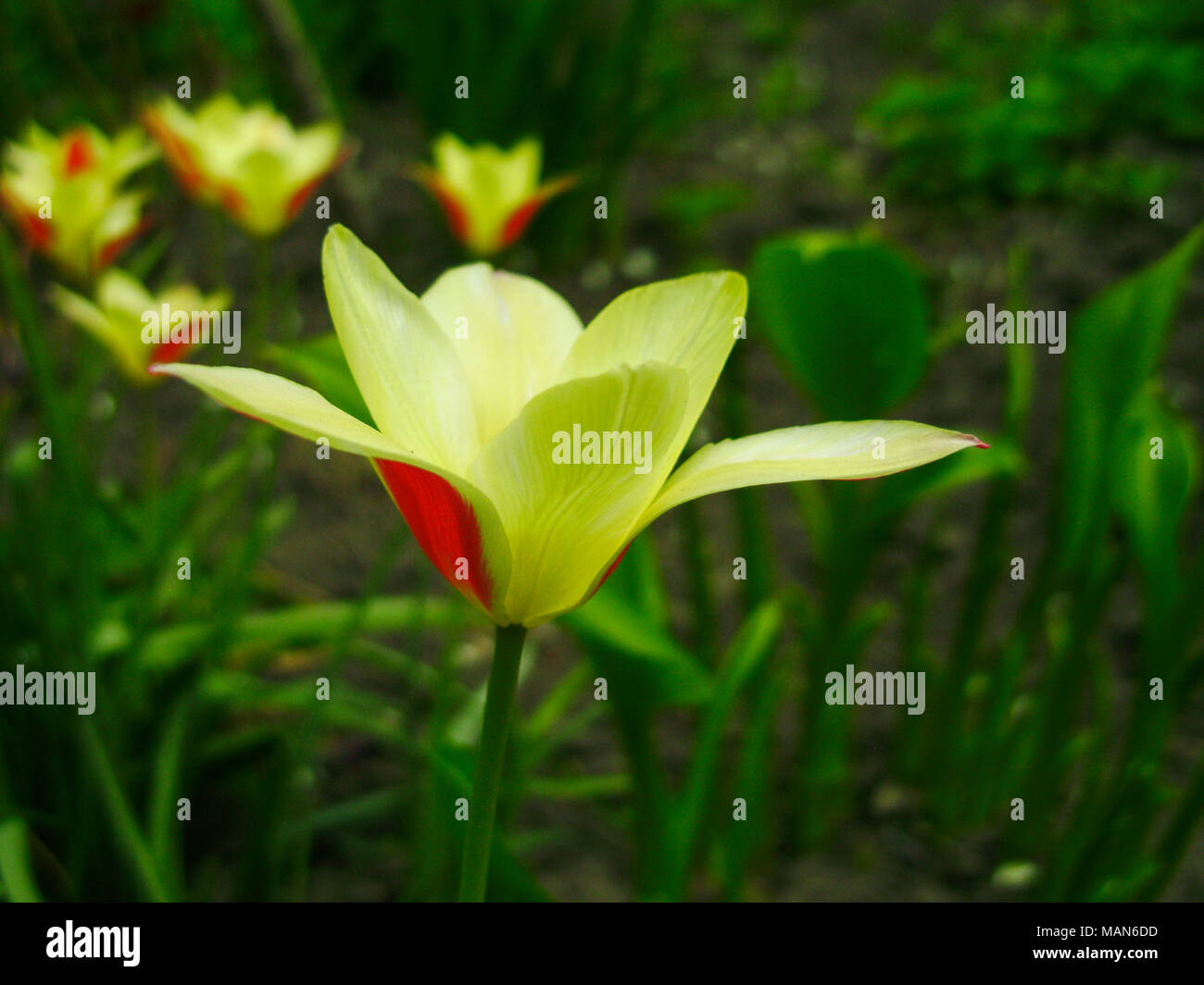 Beau bouquet de tulipes. tulipes colorées croissant sur le jardin. tulipes au soleil du printemps. Tulipes fleur fond. Banque D'Images