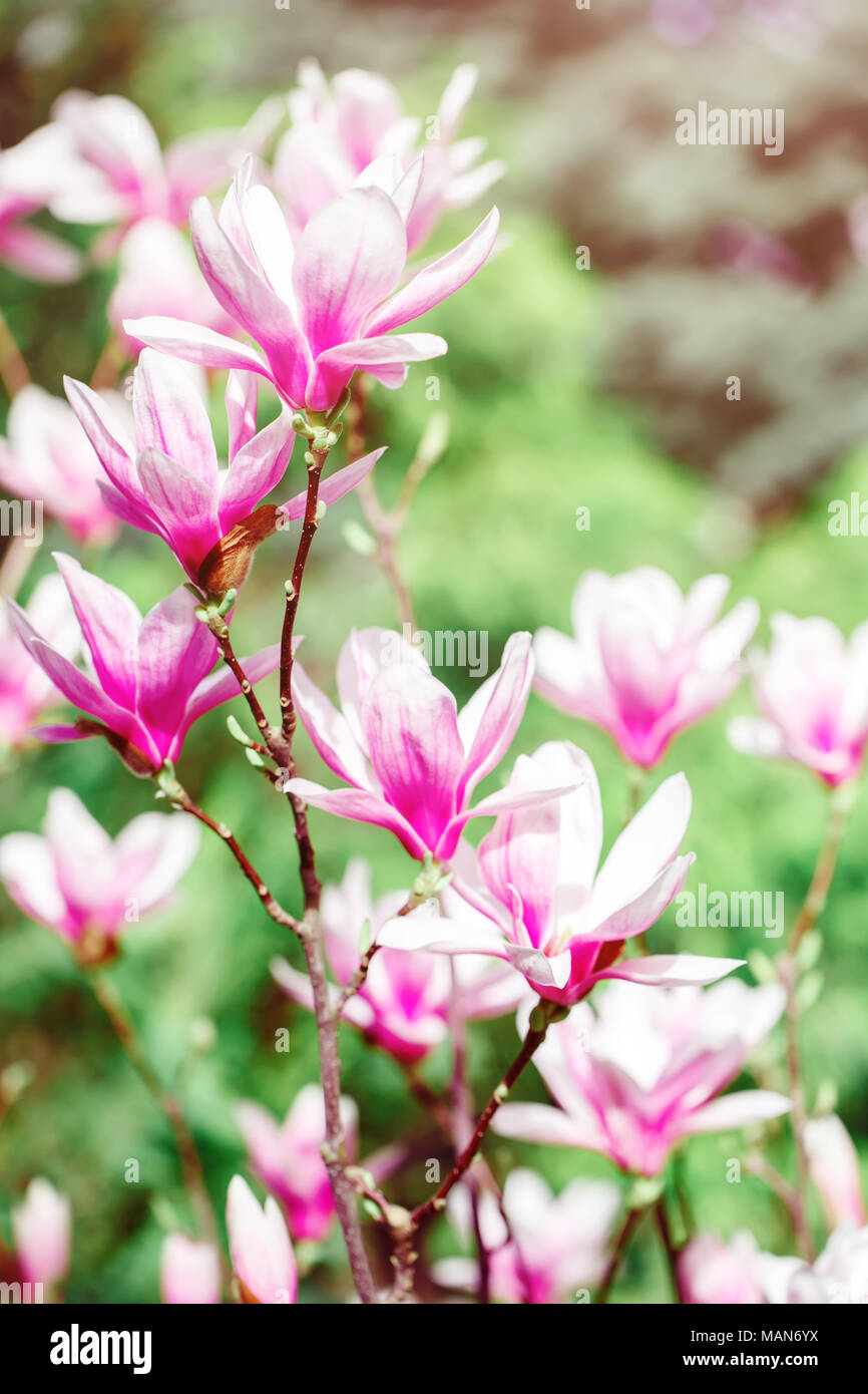 Belle floraison Magnolia à fleurs roses. Arrière-plan de printemps. Banque D'Images