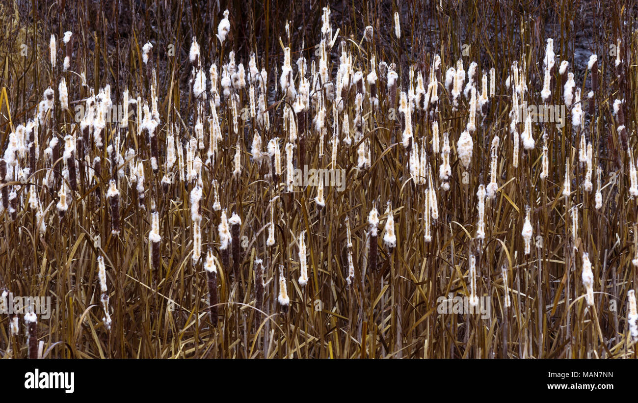 Changement de saisons : concept de base s'est évanoui à roseaux, l'herbe à la fin de l'automne matin Banque D'Images