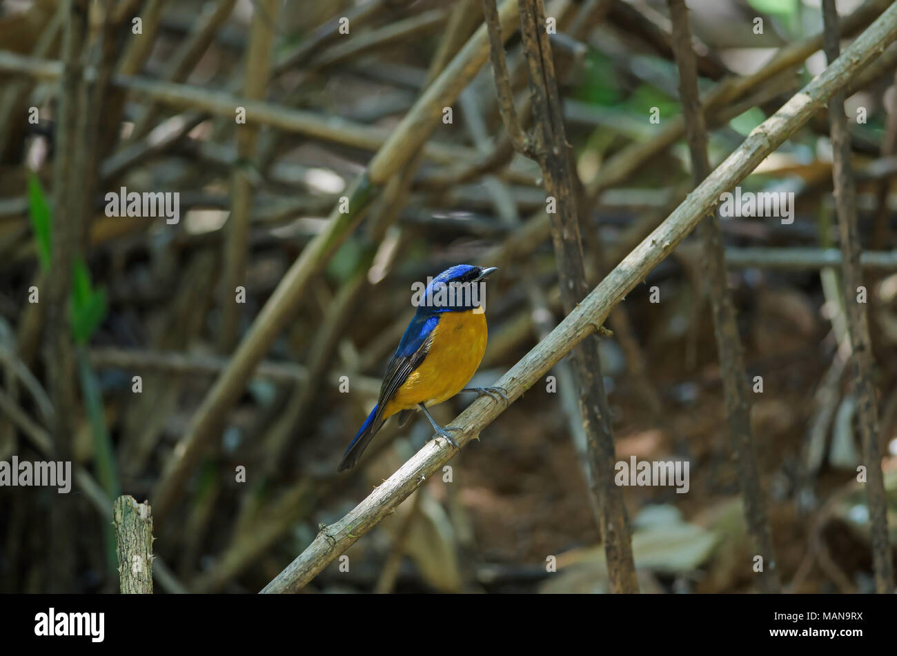 à Ventre Roux Niltava Niltava Sundara Oiseau De La Nature