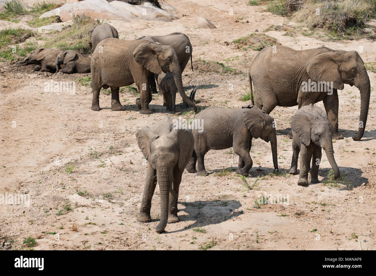 De l'alimentation du troupeau d'éléphants dans une rivière à sec. Banque D'Images