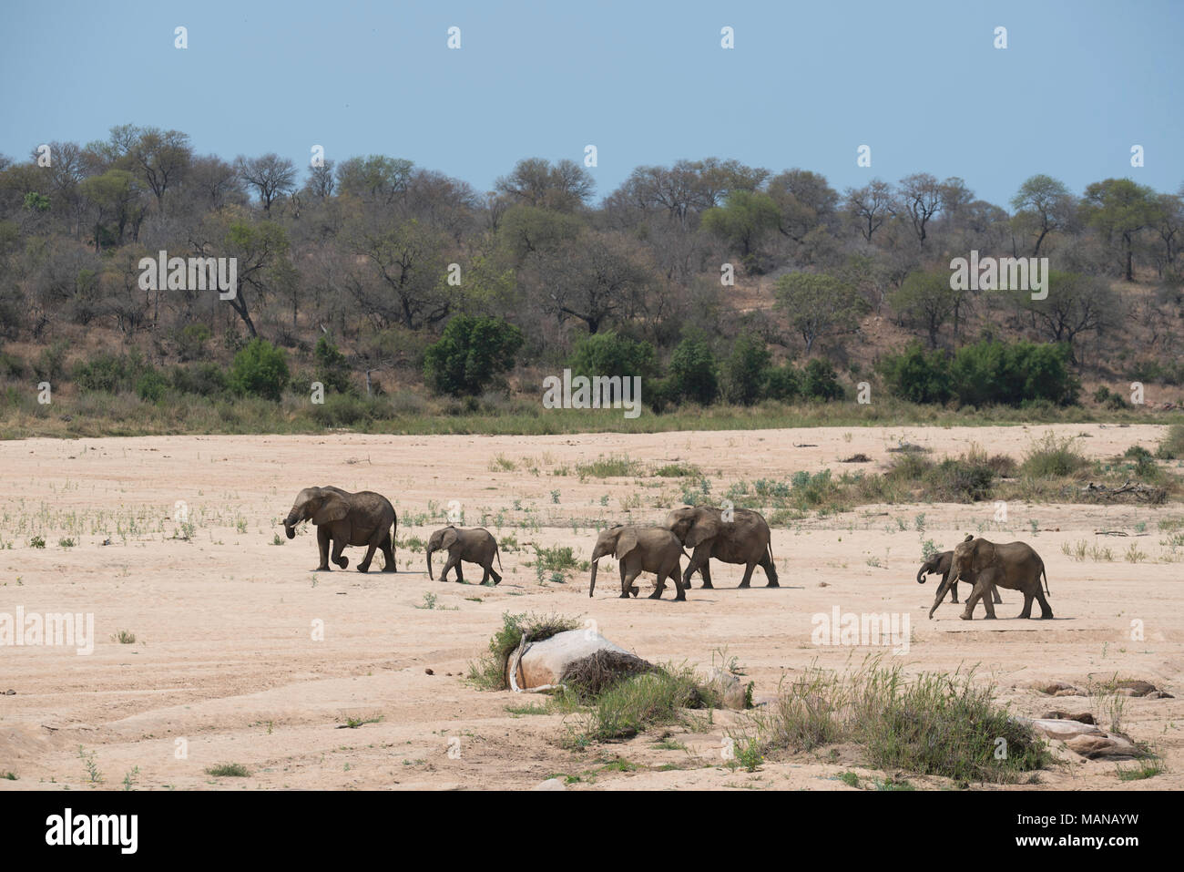 Petit groupe d'éléphants traversant une rivière à sec. Banque D'Images