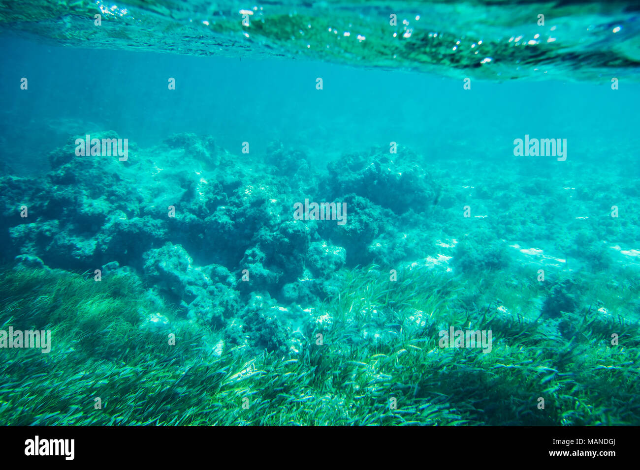 Récif de corail sous-marine, des fonds marins et de l'horizon avec vue sur la surface de l'eau divisée par flottaison Banque D'Images