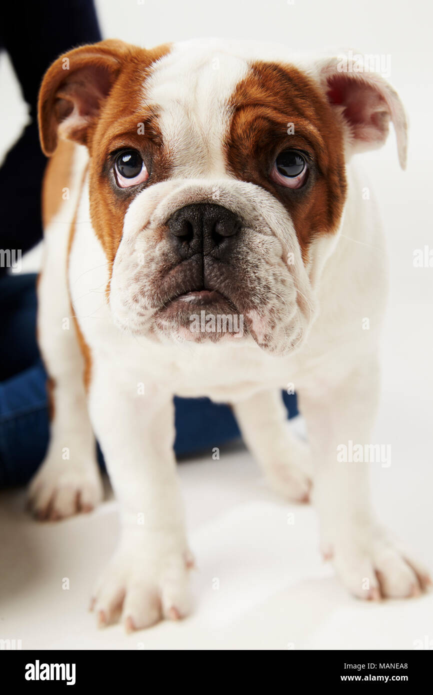 Studio Shot of British Bulldog Puppy debout sur fond blanc Banque D'Images