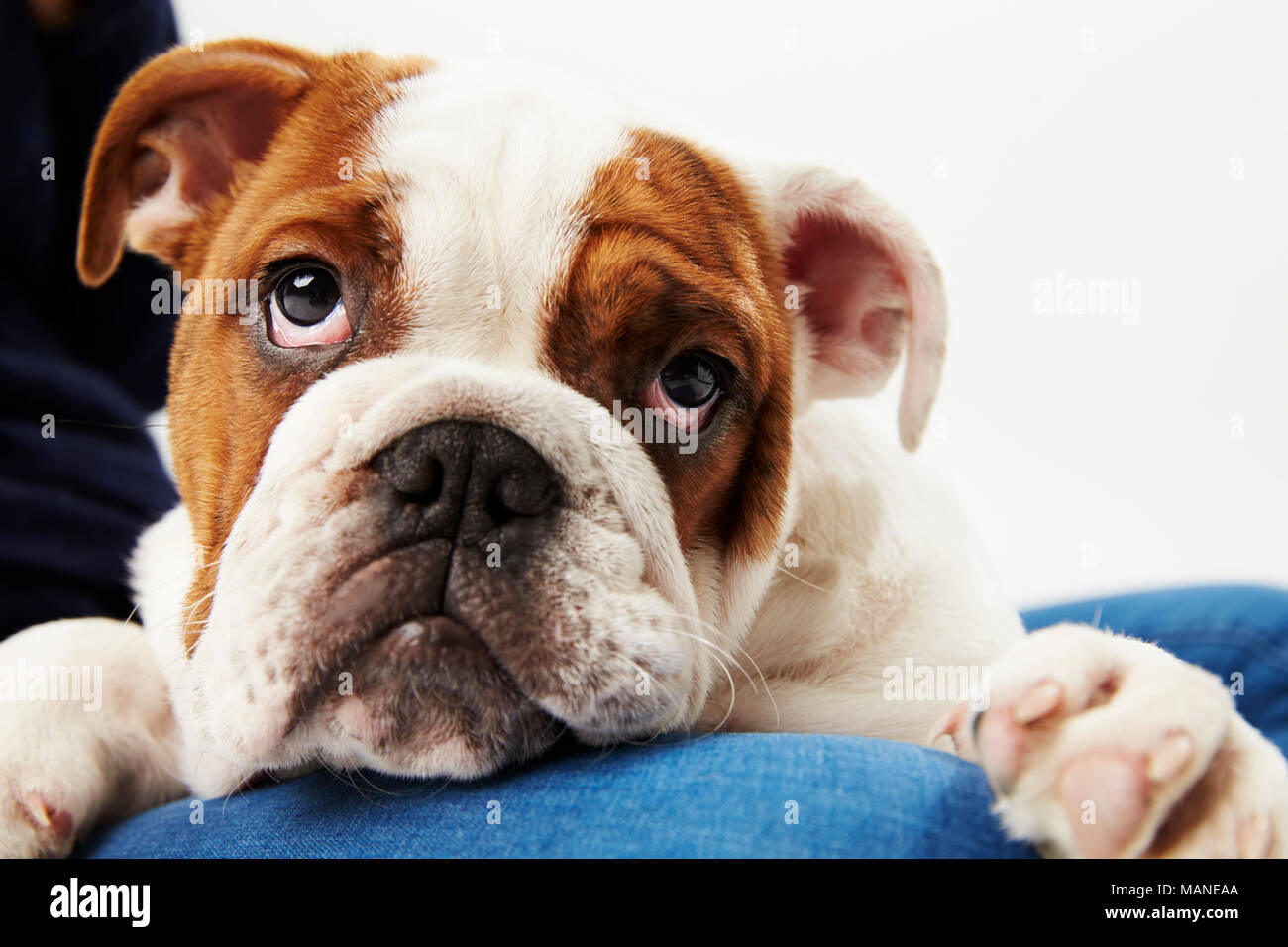 Studio Shot of British Bulldog Puppy avec le propriétaire Banque D'Images