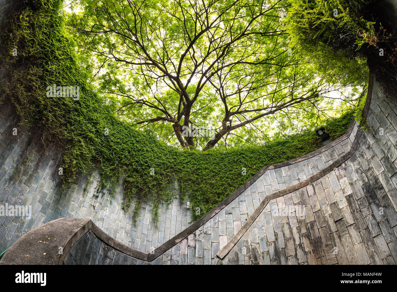 L'arbre de plus de passage du tunnel à Fort Canning Park et Penang Road, Singapour. Banque D'Images