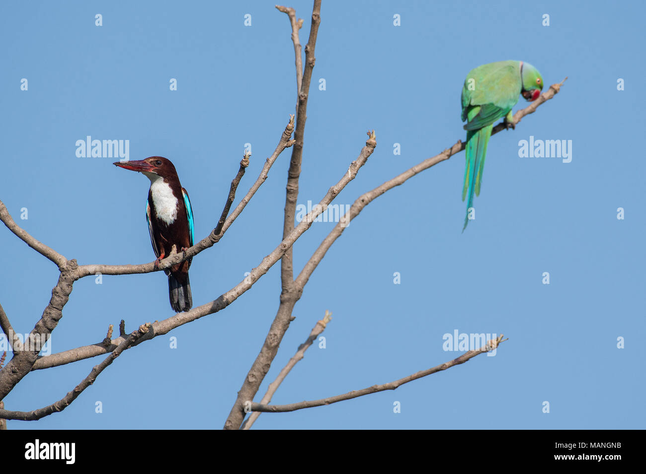 Bird : Kingfisher à gorge blanche et rose Perruche perchée sur un arbre Banque D'Images