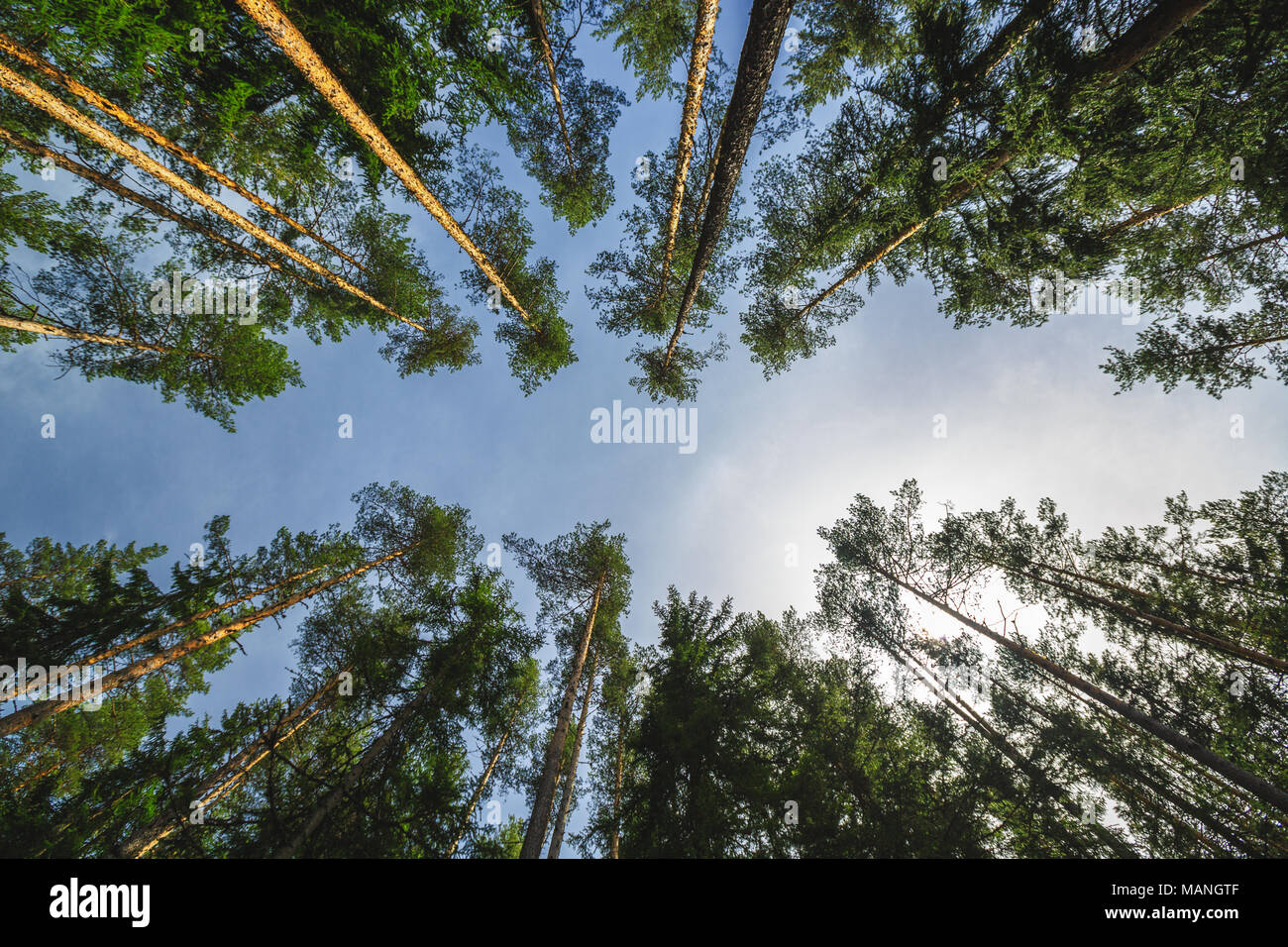 Forêt de rêve. Les arbres verts frais dans le magnifique bois de montagne Banque D'Images