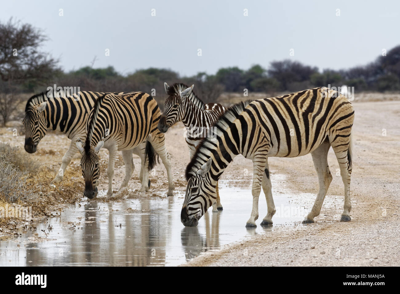 Zèbres de Burchell (Equus quagga burchellii), adultes et poulain sur un chemin de terre, de boire l'eau de pluie à partir d'une flaque, Etosha National Park, Namibie, Afrique Banque D'Images