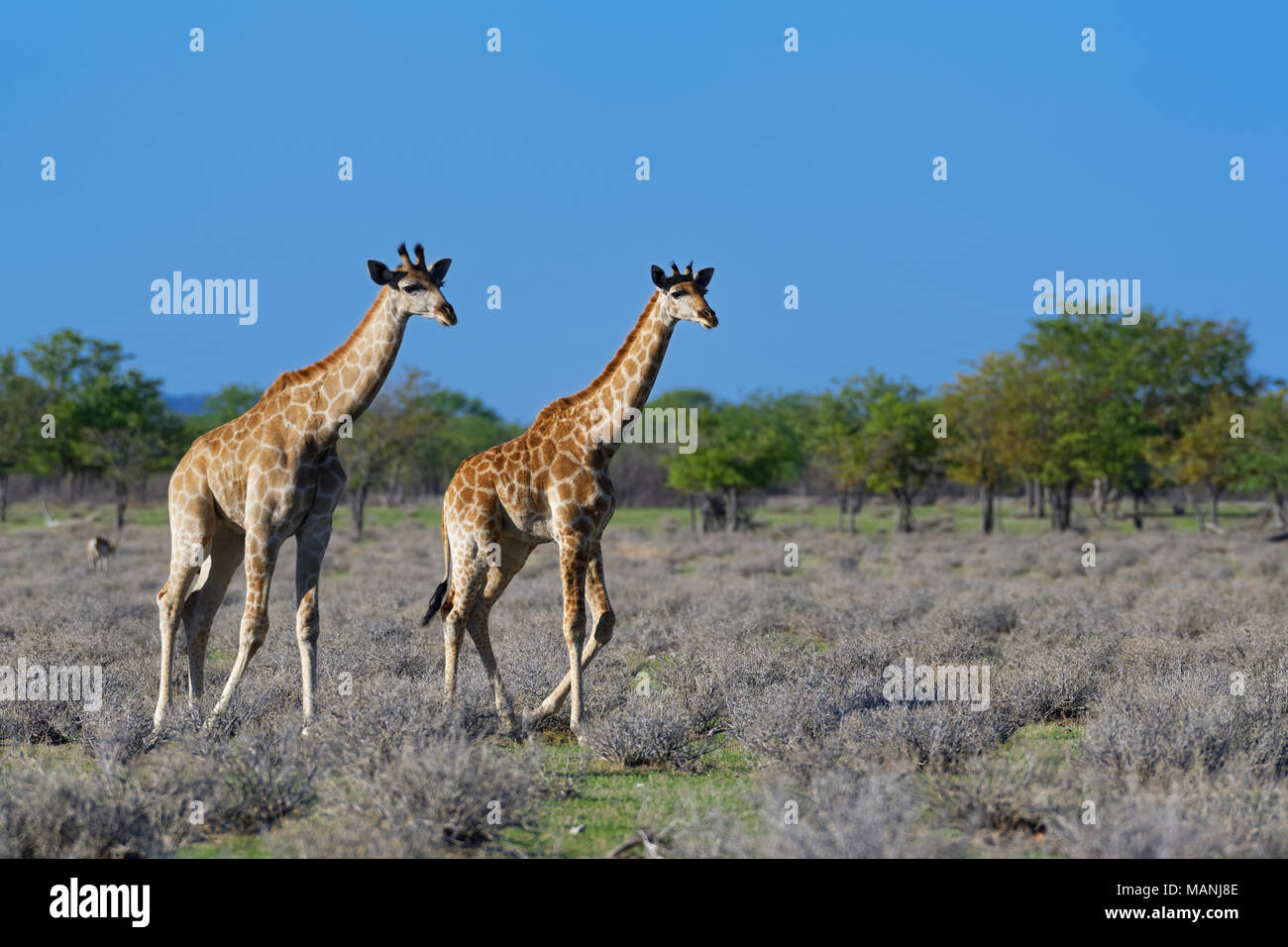 Les Girafes girafes angolais ou namibienne (Giraffa camelopardalis angolensis), deux jeunes marche, Etosha National Park, Namibie, Afrique Banque D'Images