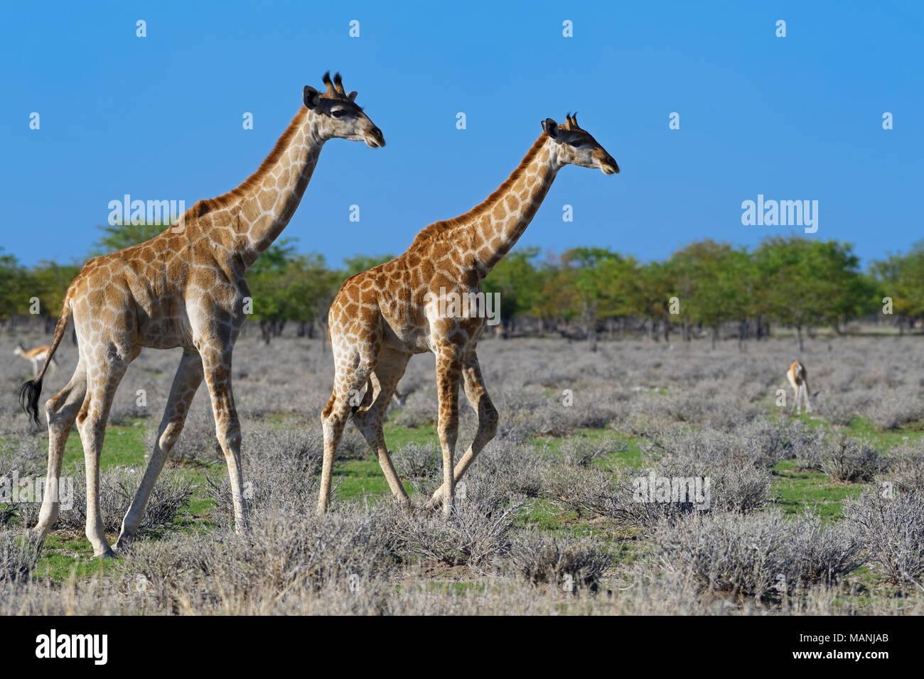 Les Girafes girafes angolais ou namibienne (Giraffa camelopardalis angolensis), deux jeunes marche, Etosha National Park, Namibie, Afrique Banque D'Images