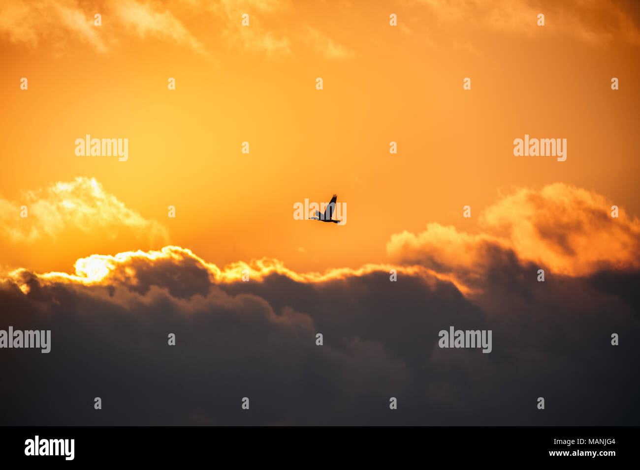 Le Seul Oiseau Qui Vole Au-dessus Des Nuages Bel oiseau qui vole Banque de photographies et d’images à haute