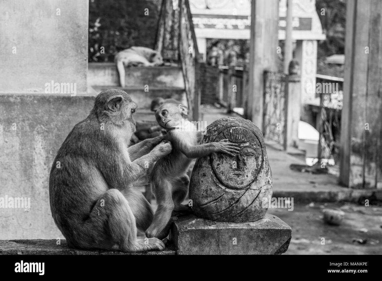 La mère et l'enfant des macaques, avec bébé singe à la mère, à sa mère et ses soins bébé et à puces. Le mont Popa, Birmanie Banque D'Images