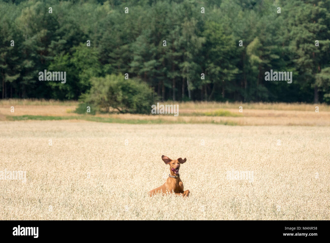 Berlin, Allemagne, un chien qui court à travers un champ de maïs Banque D'Images