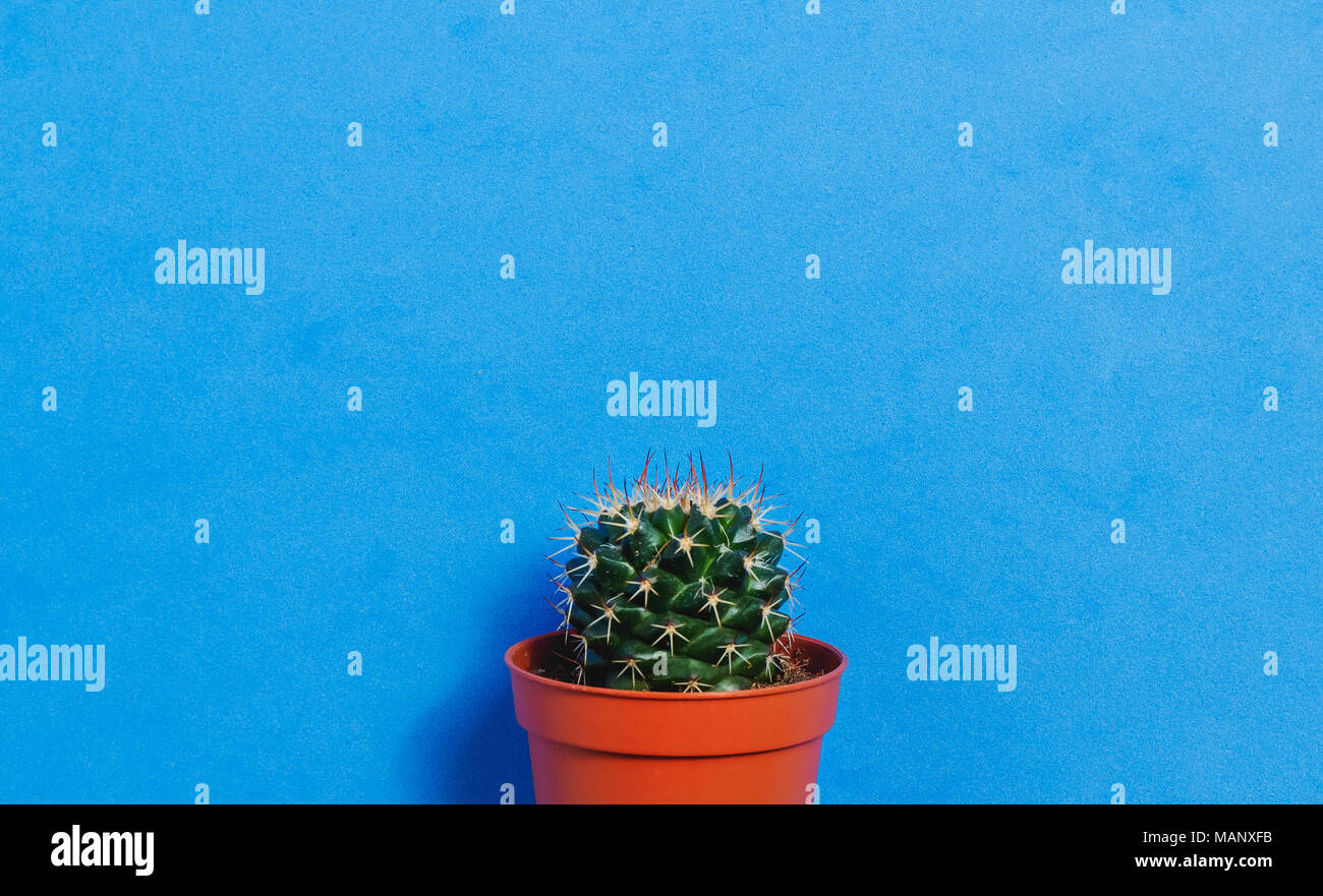 Cactus vert en pot sur fond de couleur bleu pastel. Concept minimal. Mise à plat. Vue d'en haut. Banque D'Images