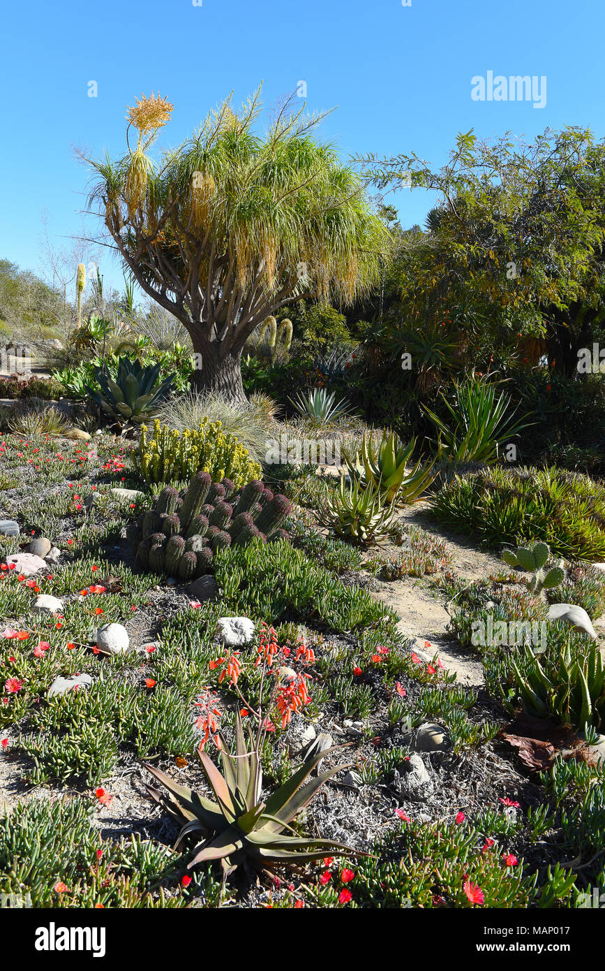 Un jardin de cactus et succulentes des domaines qui exigent la conservation de l'eau. Banque D'Images
