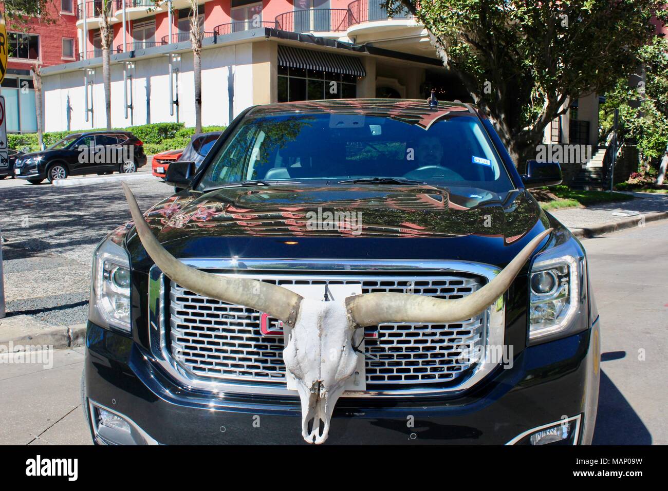 Crâne de vache longhorn habillage sur la calandre avant d'une voiture noire GMC à Houston Texas USA Banque D'Images