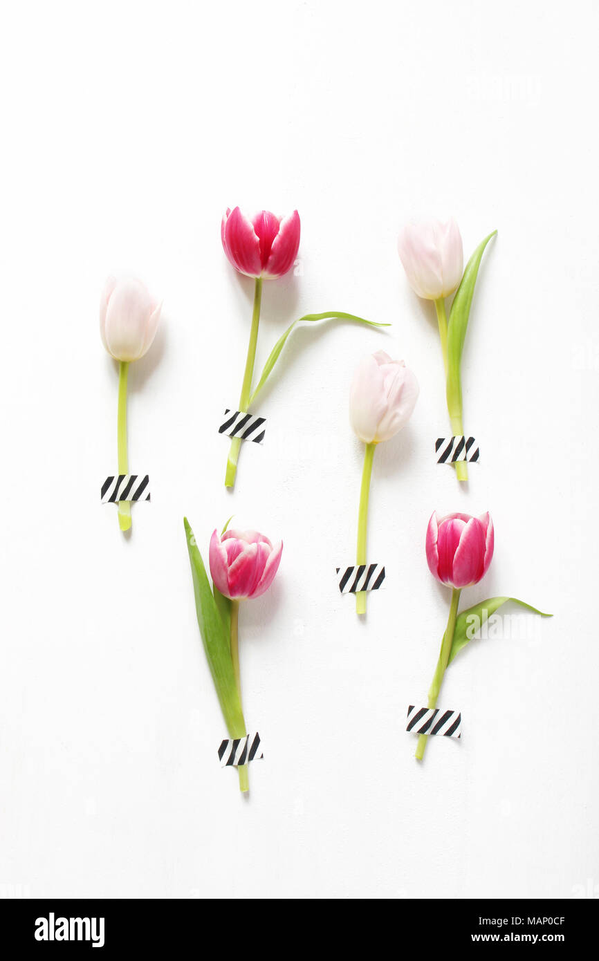Stock photo style. Pâques féminin, ressort la composition avec des tulipes roses collées sur fond blanc. Motif floral. Mise à plat, vue du dessus, vertical pictu Banque D'Images