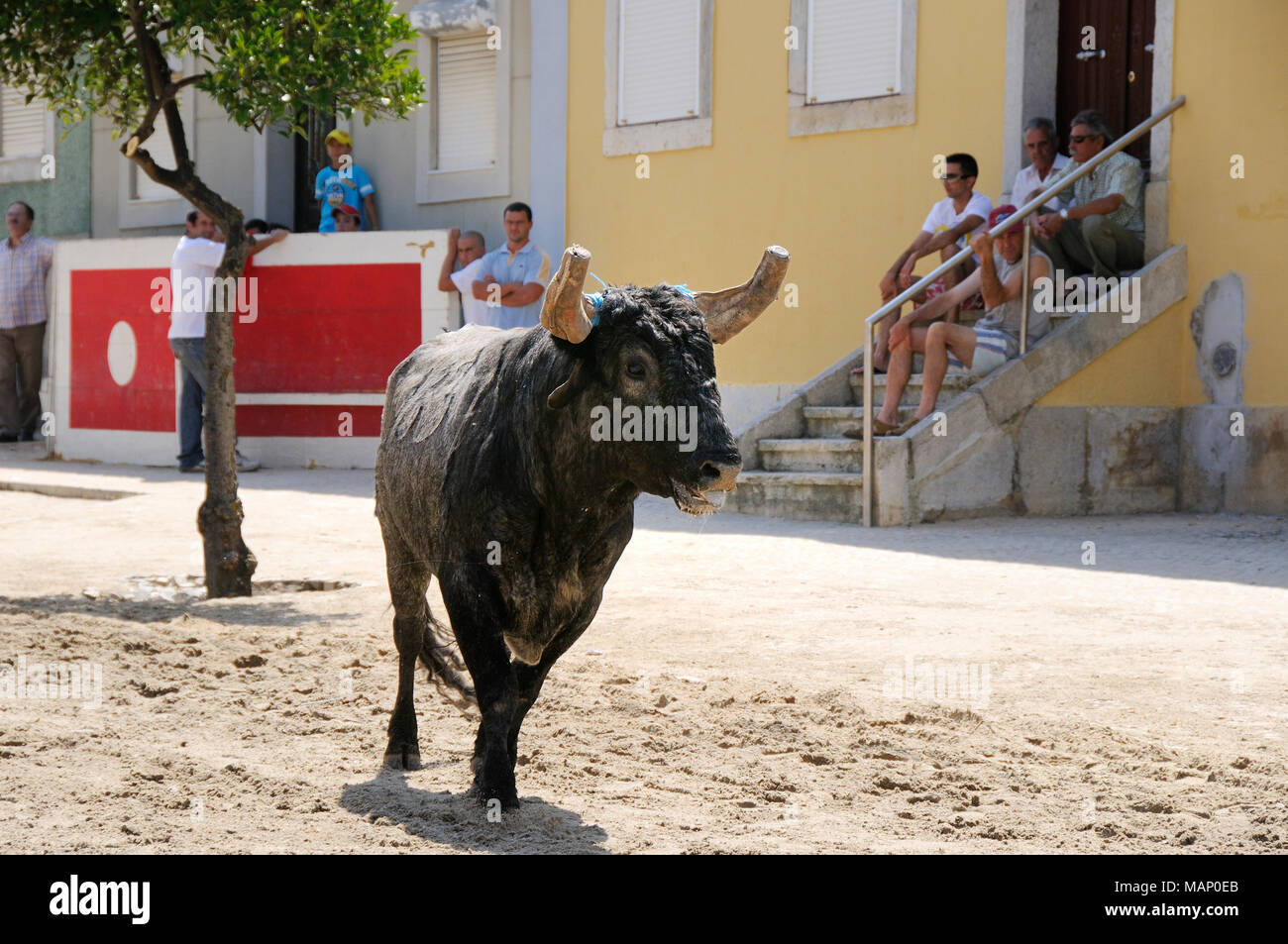 Exécution de taureaux sauvages traditionnelles par les 'campinos', au cours de la Barrete Verde (bouchon vert) festivités. Alcochete, Portugal Banque D'Images