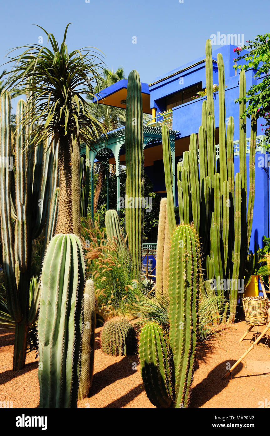 Cactus dans le jardin Majorelle. Marrakech, Maroc Banque D'Images