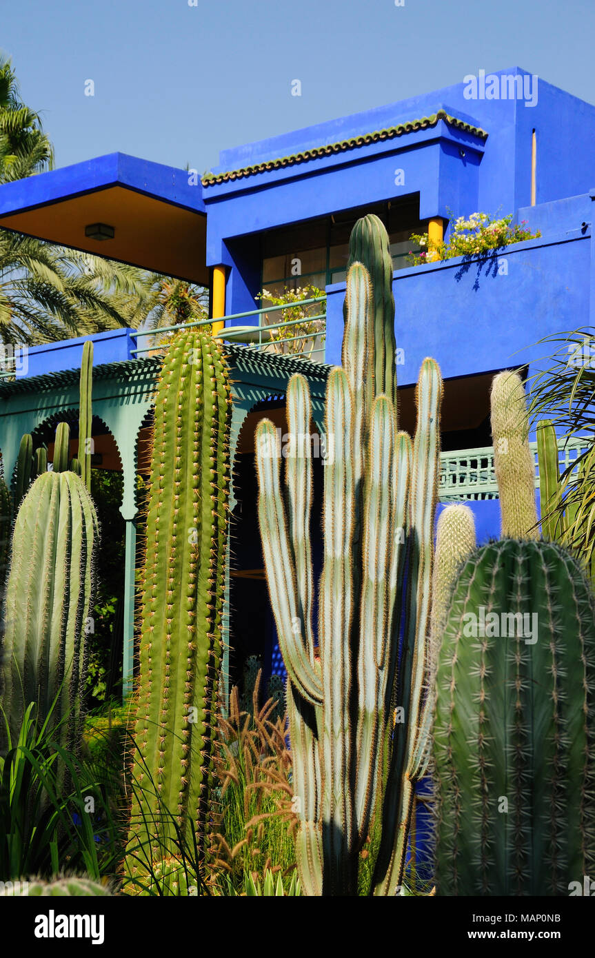Cactus dans le jardin Majorelle. Marrakech, Maroc Banque D'Images