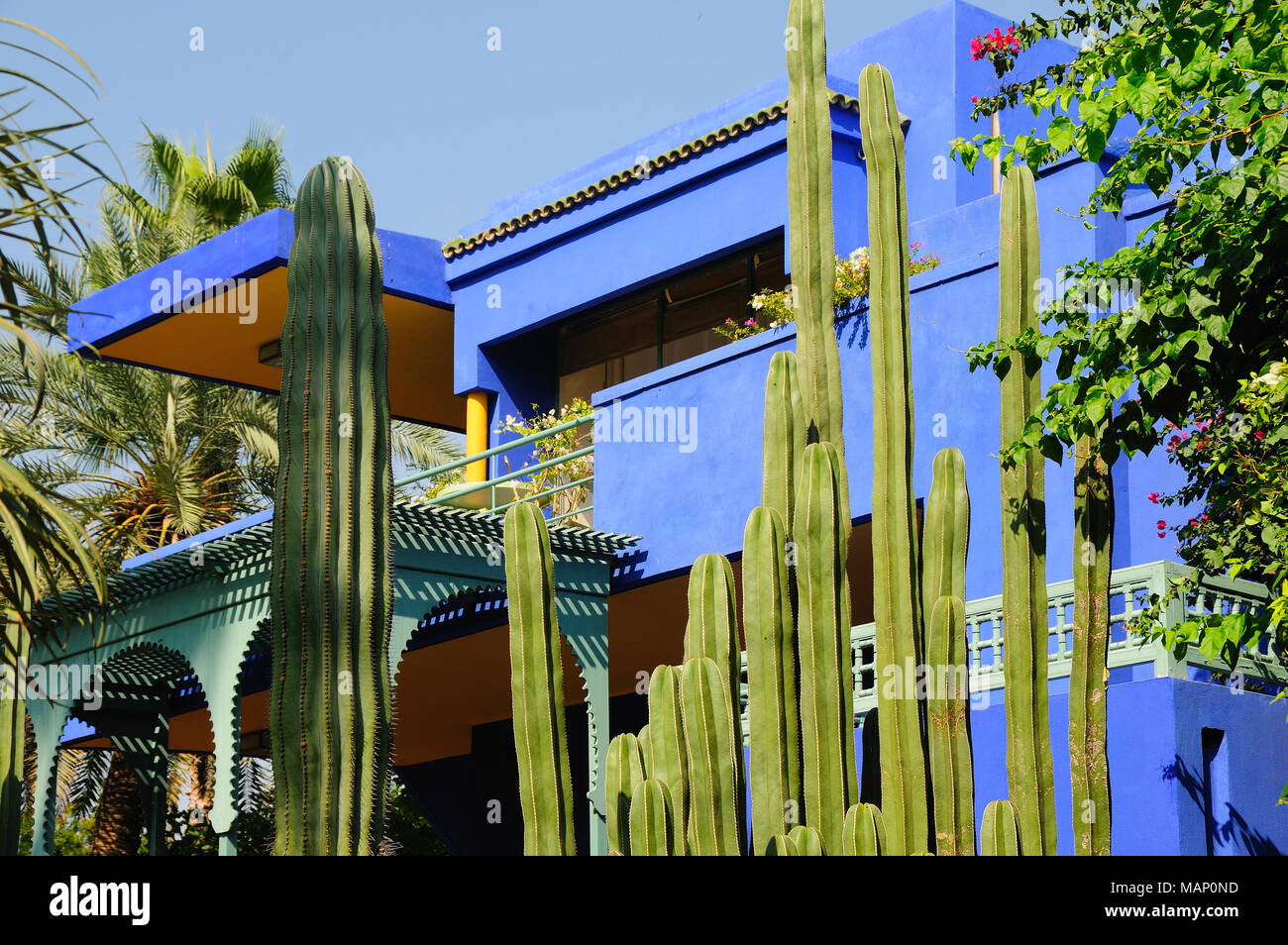 Cactus dans le jardin Majorelle. Marrakech, Maroc Banque D'Images