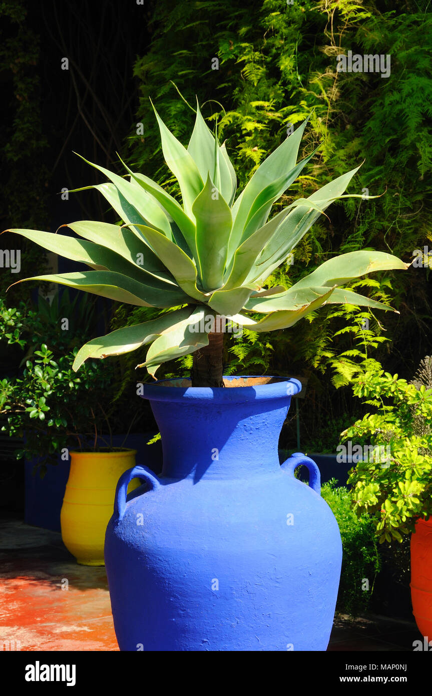 Cactus dans le jardin Majorelle. Marrakech, Maroc Banque D'Images