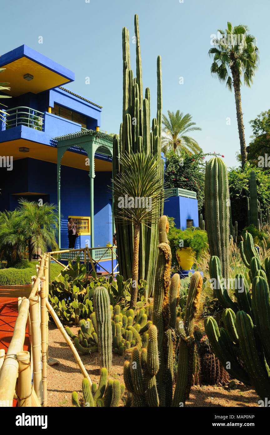Cactus dans le jardin Majorelle. Marrakech, Maroc Banque D'Images