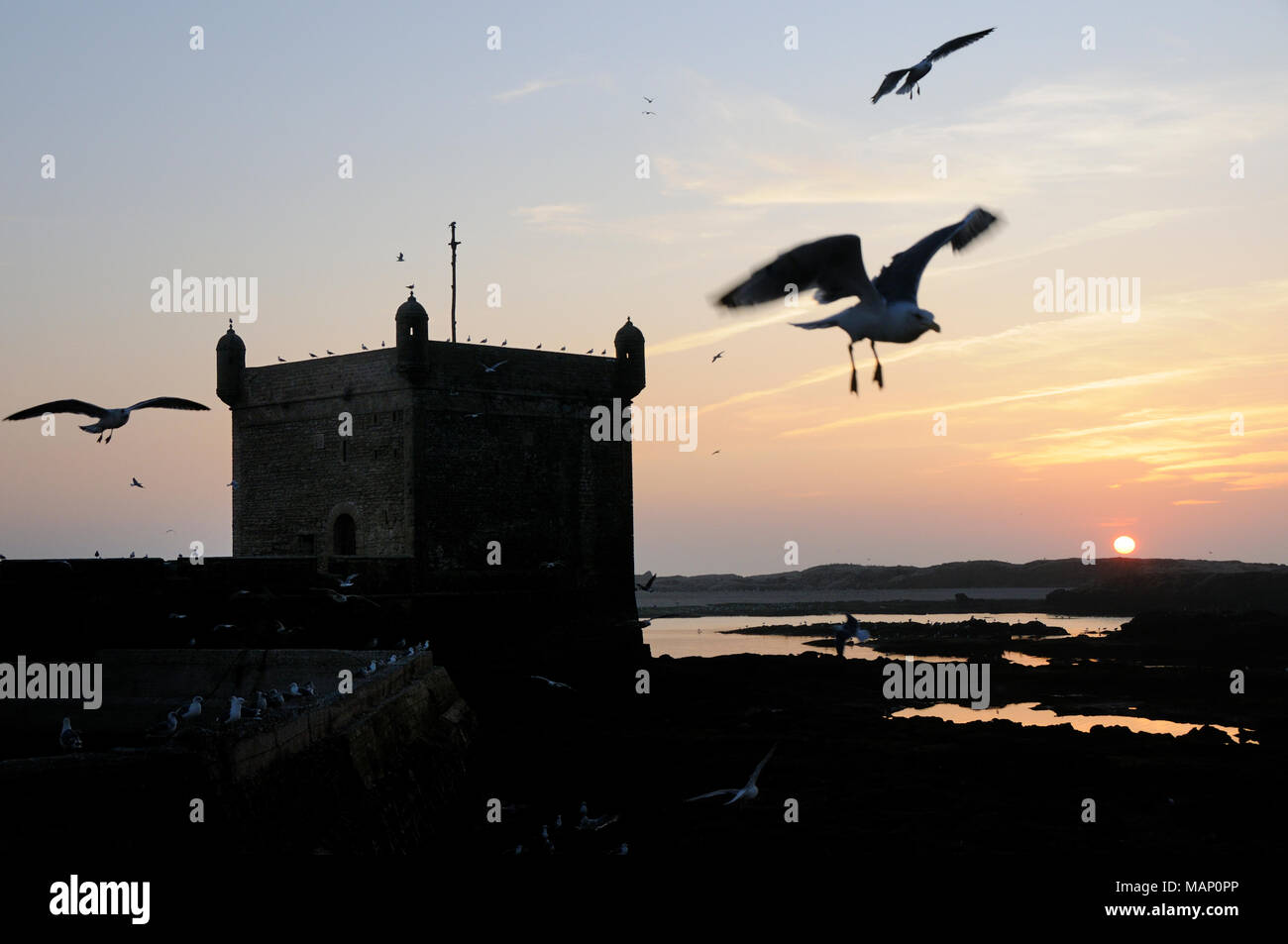 Mouettes au crépuscule, en face de la 18e siècle, bastion du sud Skala du port. Site du patrimoine mondial de l'Unesco, Essaouira. Maroc Banque D'Images