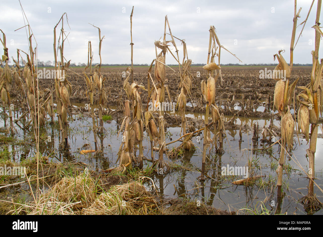La récolte des plants de maïs noyé : gauche sur un terrain boueux avec les flaques Banque D'Images