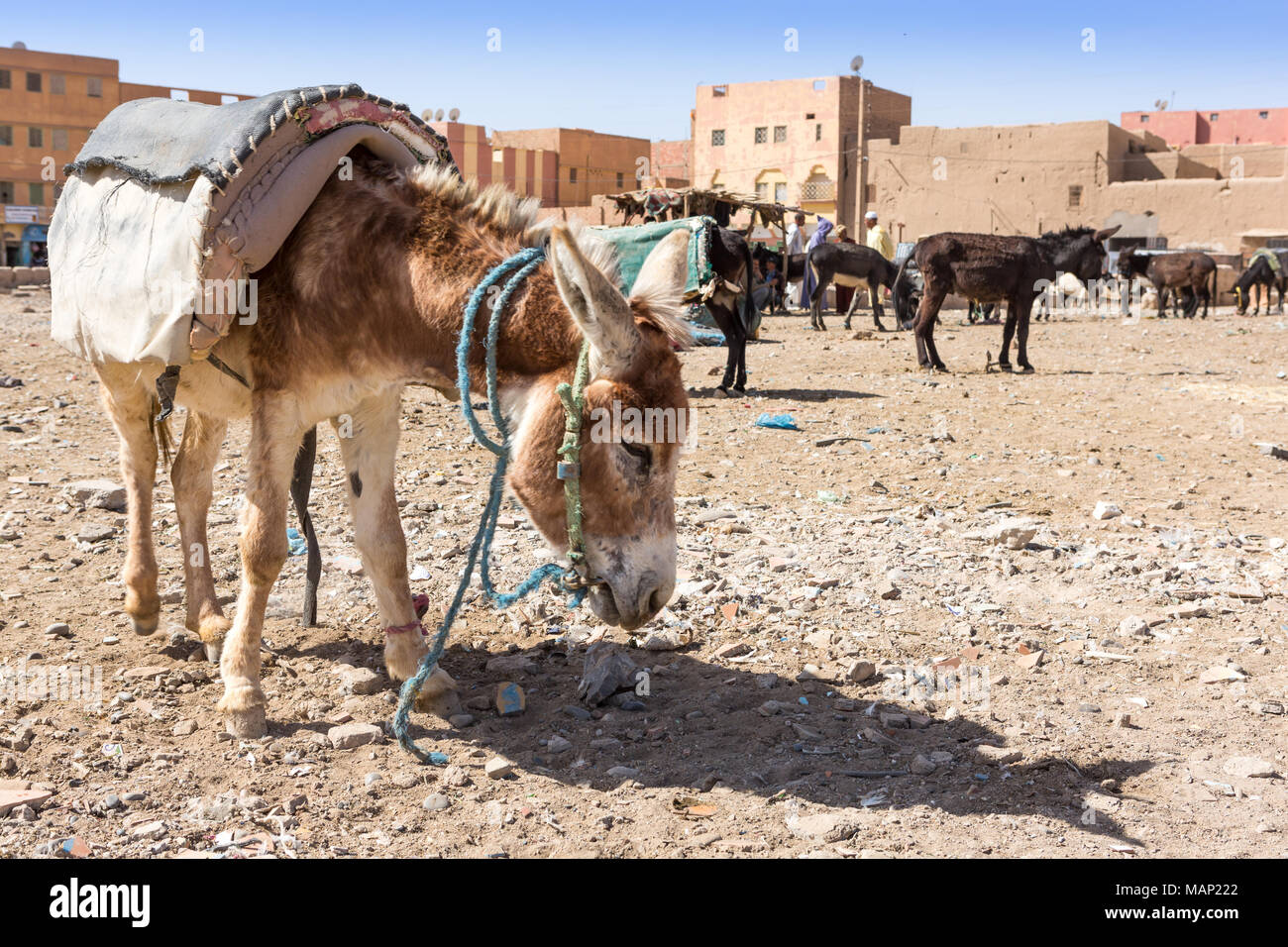 Marché de Rissani au Maroc et le parking des ânes et mules Photo Stock -  Alamy