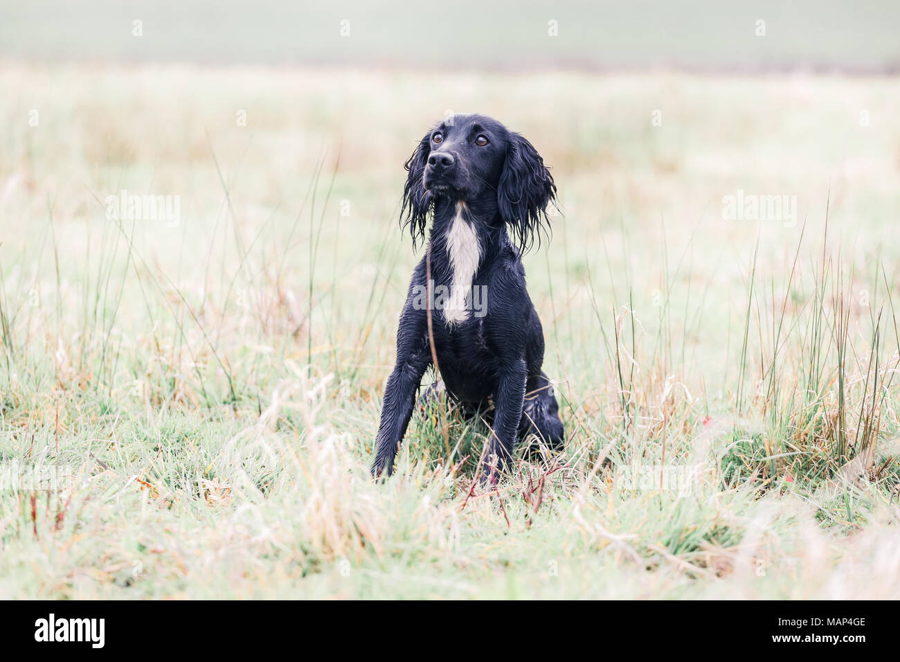 Formation chiens Cocker travail dans la campagne, Royaume-Uni Banque D'Images