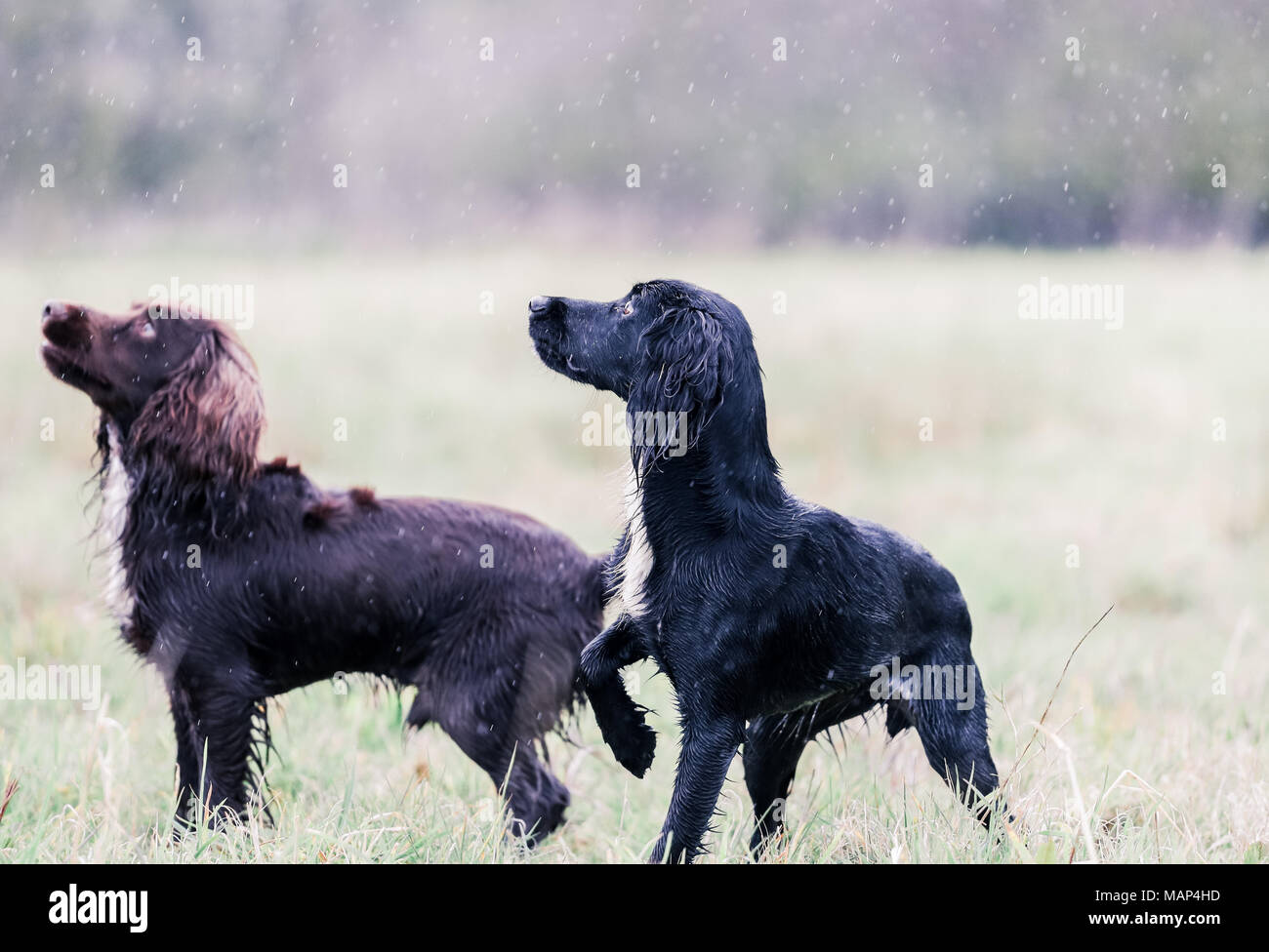 Formation chiens Cocker travail dans la campagne, Royaume-Uni Banque D'Images