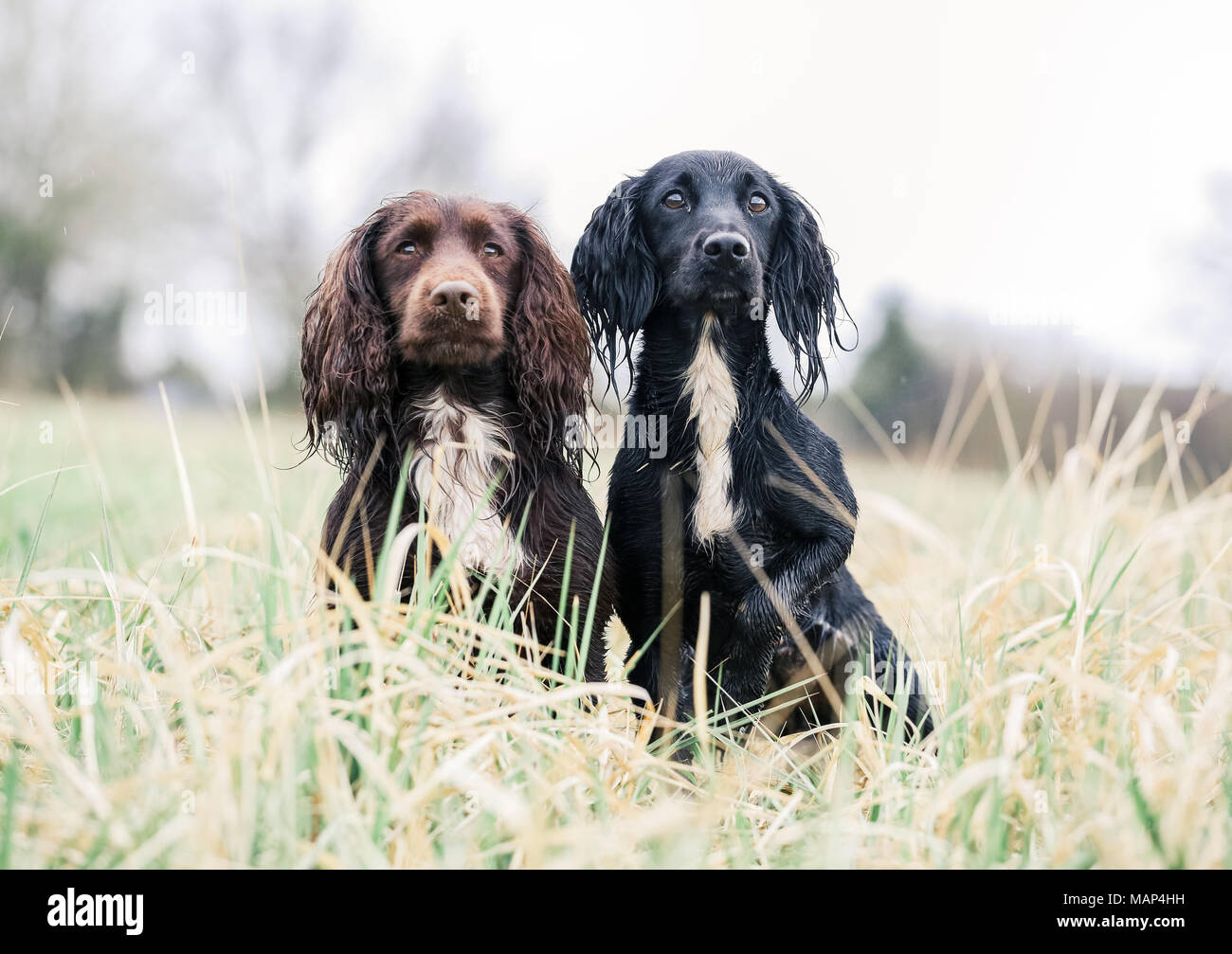 Formation chiens Cocker travail dans la campagne, Royaume-Uni Banque D'Images