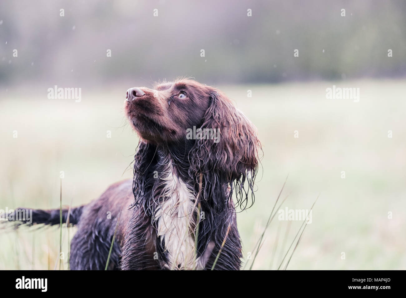 Formation chiens Cocker travail dans la campagne, Royaume-Uni Banque D'Images