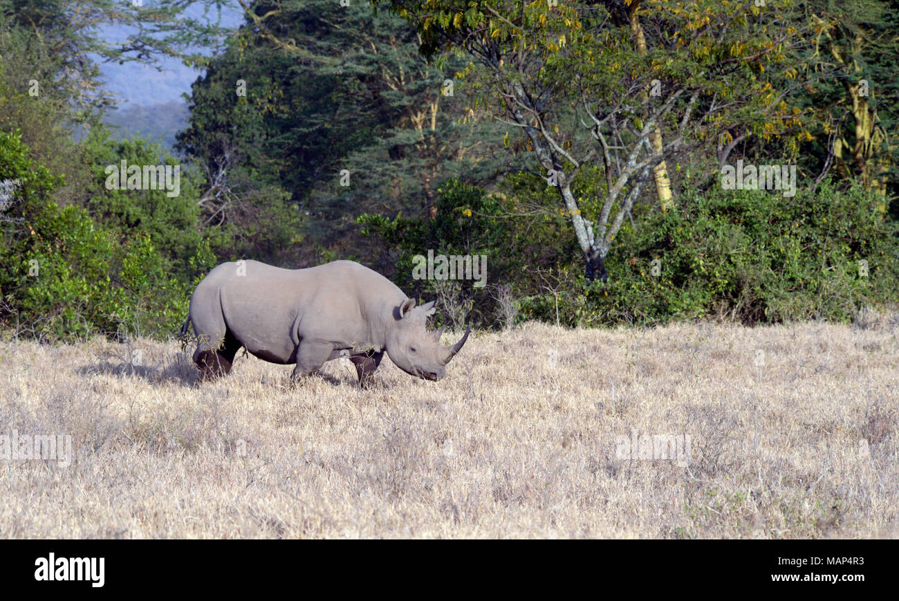 Rhino, au lac Nakuru, Kenya. Banque D'Images