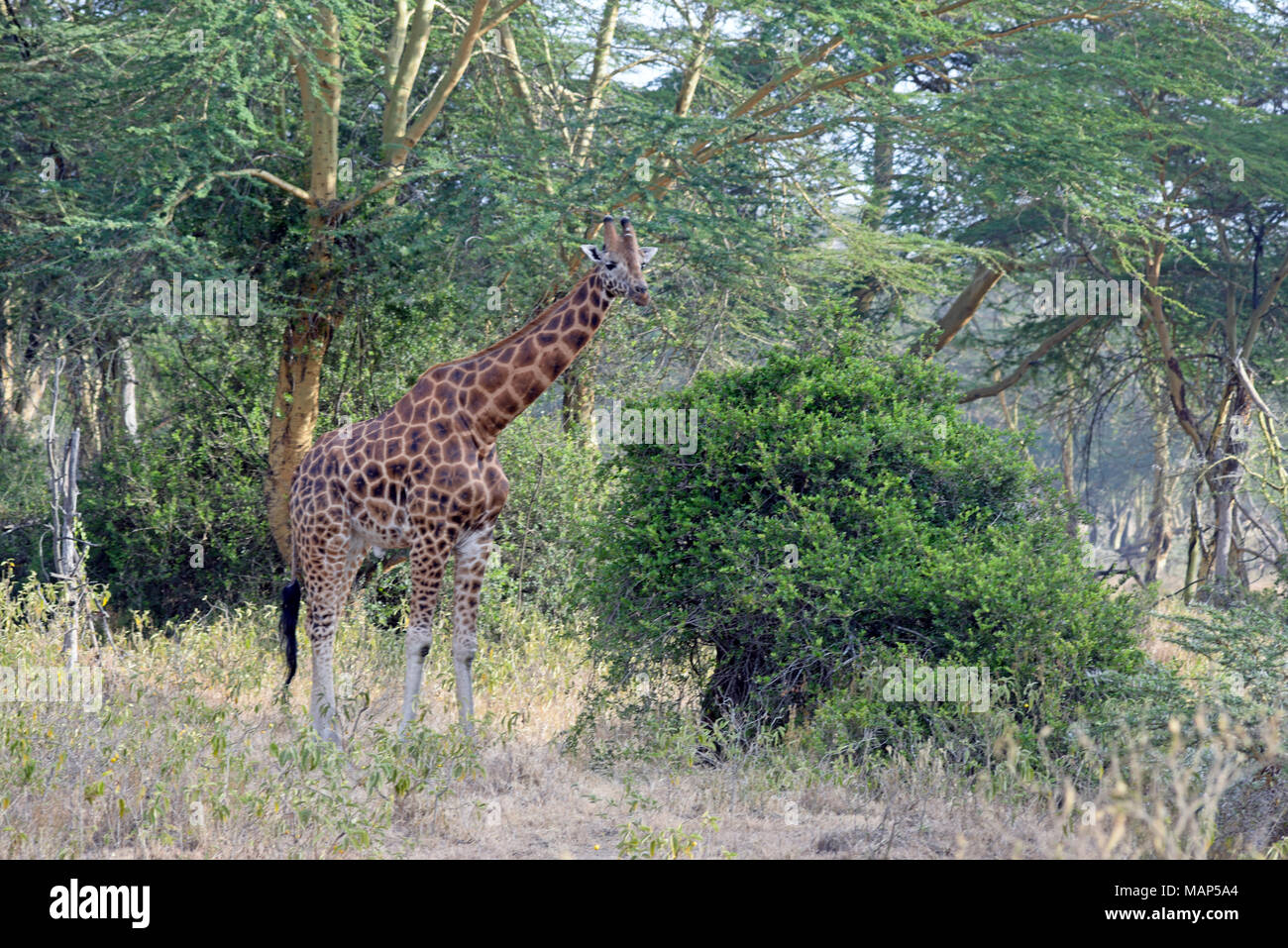 Girafe en forêt, lac Nakuru, Kenya, parc national. Banque D'Images